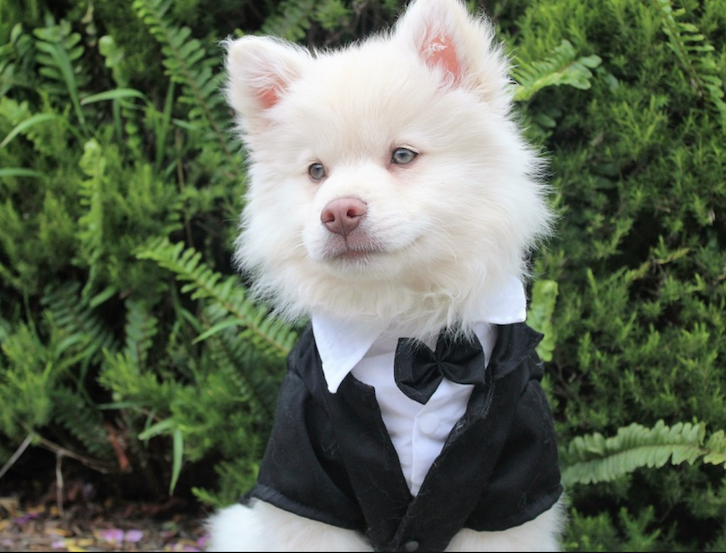 Wedding Event Pet Services