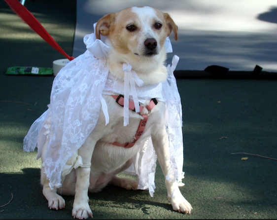 Wedding Event Pet Services