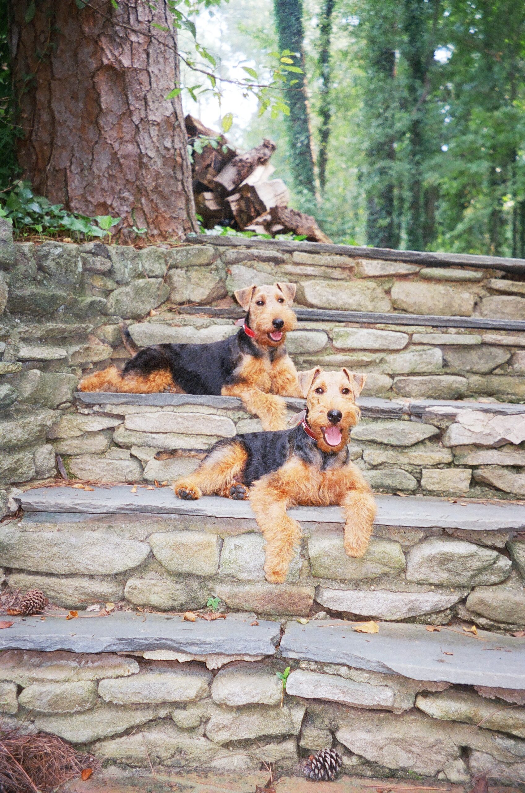 Asheville Trail Dog Training Skills