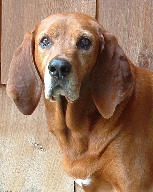 Asheville Trail Dog Training Skills