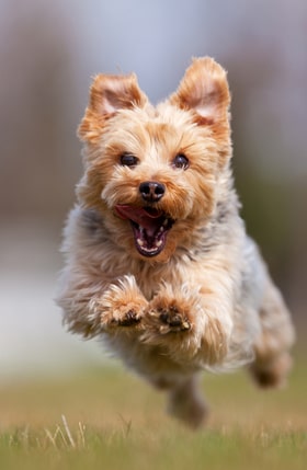 Asheville Trail Dog Training Skills