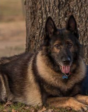 Asheville Trail Dog Training Skills