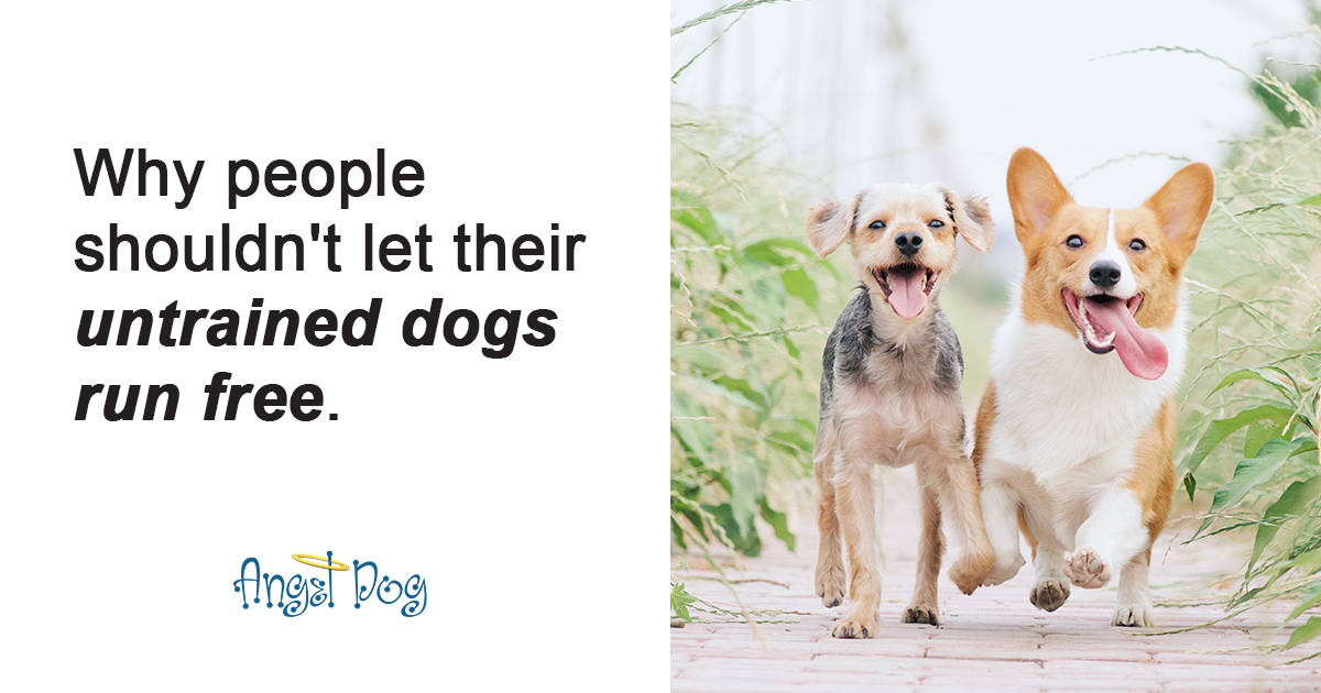 Why people shouldn&#8217;t let untrained dogs run free