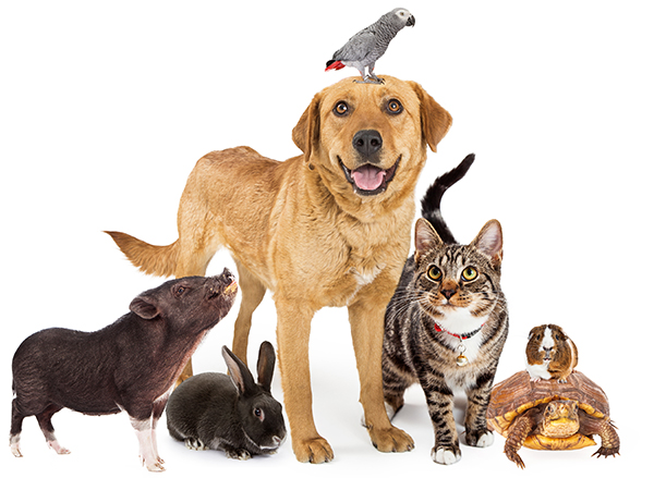 Domestic Pets Care